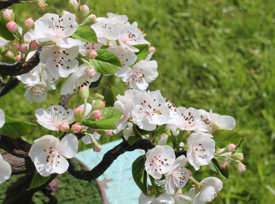 "Цветущий бонсай" ручной работы из полимерной глины.