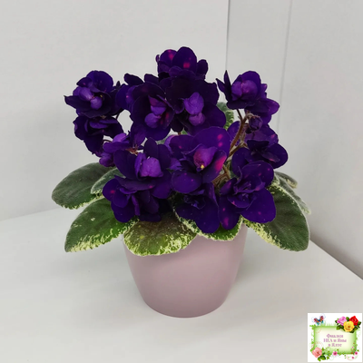 Mac's Smoldering Sapphire (G.McDonald)