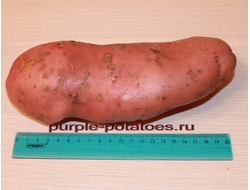Ботанические семена картофеля Сарпо Мира