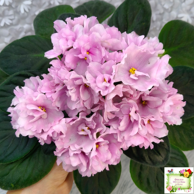 Hunter's Vertigo (K. Muzalewski)