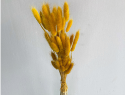 Лагурус горчичный