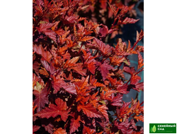 Пузыреплодник калинолистный  (Little Angel) "Литтл Энжел"