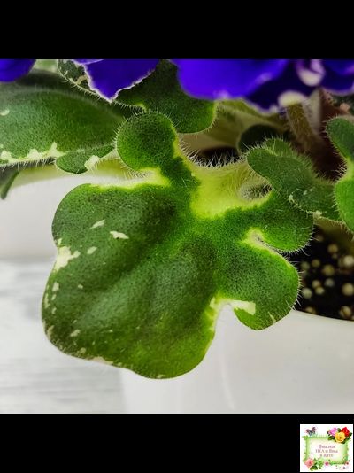 Star Wars (Baker) (пестролистный гёрл)