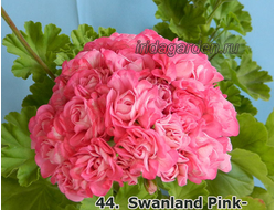 Пеларгония Swanland Pink-Australien Pink Rosebud