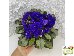 Harmony's Little Stinker (Harmony) листовая химера (пасынок сорт укоренённый)