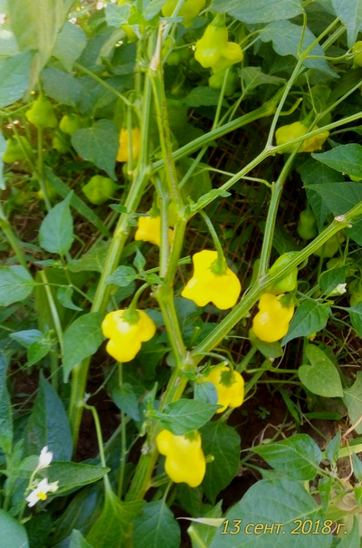 Перец острый Aji White Fantasy