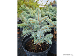 Ель колючая Глаука Аризона - фото хвои - красовский-сад.рф