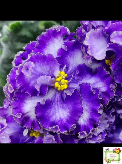 АВ-Озерная Фея (Фиалковод) 2017 г.