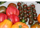 Ciliegino nero di turchia (Черная вишня Турции)