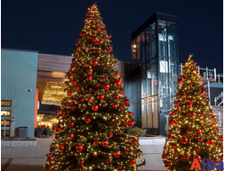 Уличные ели