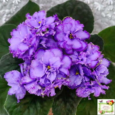 Blue Dragon (LLG/P.Sorano) (9516) 12/17/2005