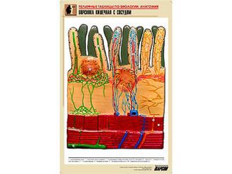 Рельефная таблица "Ворсинка кишечная с сосудом" (формат А1, матовое ламинир.)