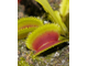 Dionaea muscipula Sawtooth