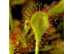 Drosera Collinsiae