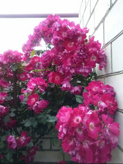 Дортмунт (Dortmund)