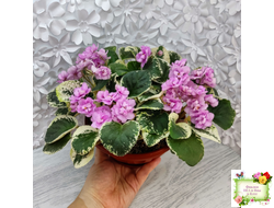 Alameda Trail (P.Harris) трейлер (лист посажен 06.10.25)