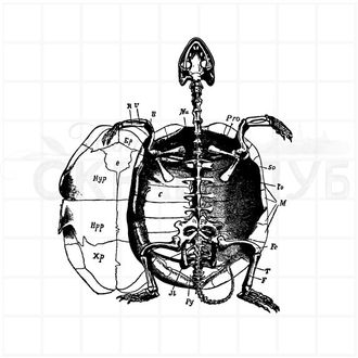 ФП штамп &quot;Строение черепахи&quot;