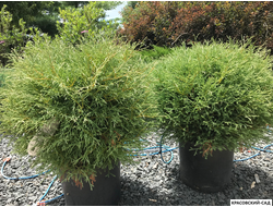 Туя Мр.Боулинг Болл - Mr. Bowling Ball