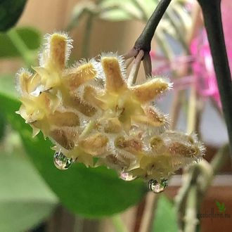 Hoya Erythrina 'Cameron Island'