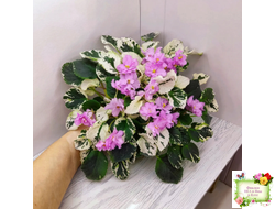 Cherokee Trail (L. Ray) трейлер (пасынок сорт посажен 06.10.25)