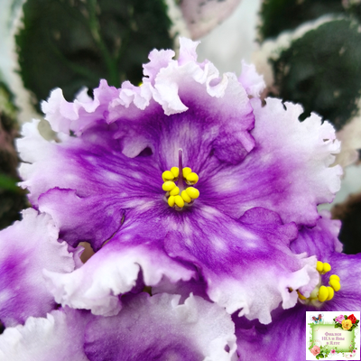 Dn-Дух Різдва (Д. Денисенко) 2020 г.