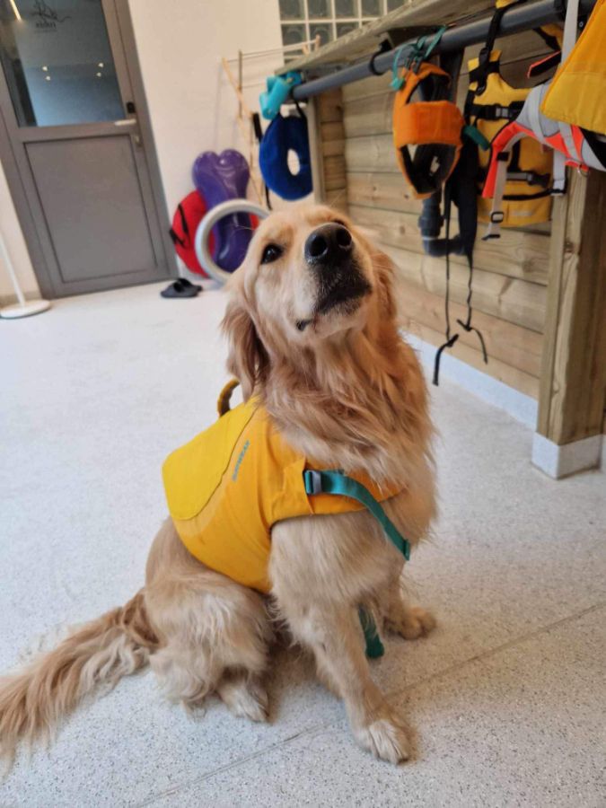 Сэм / Русское Золото Шанти Ивина, 3 г