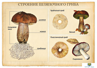 Грибы, комбинированное наглядное пособие (СD-диск + 10 карточек)