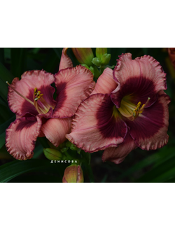 Лилейник Dan mahony