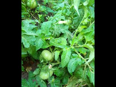 томат Гном Фероковай (Dwarf Wherokowhai)