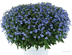 Лобелия Glow Elecrtic Blue