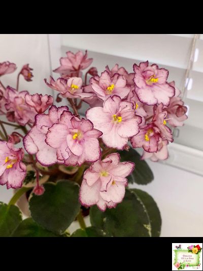 Н-Четыре Сезона (Н. Бердникова) 2015