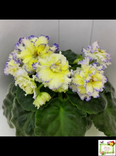 ЛЕ-Золото Нибелунгов (Е. Лебецкая) 2017 г.