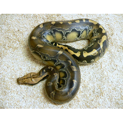 Питон брайтенштайна (Python breitenshteini)