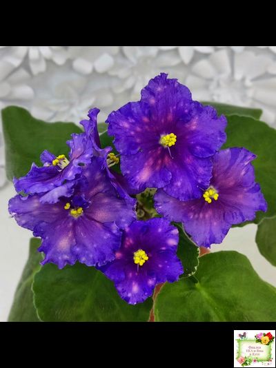 Nik-Сокровище Каравана (Н. Булко) 2022 г. (сортовой стартер)