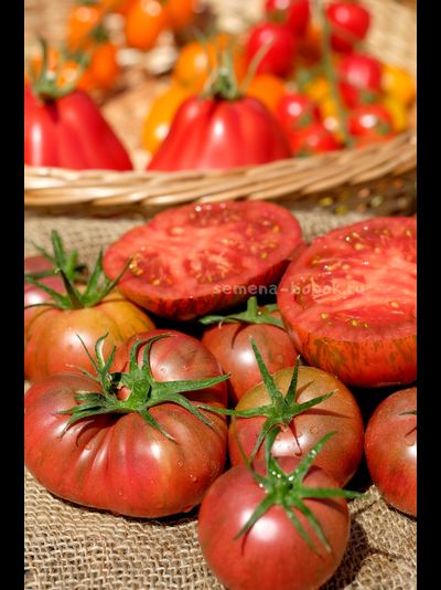 Томат Ярсон 26 (Jarson 26), 10 шт