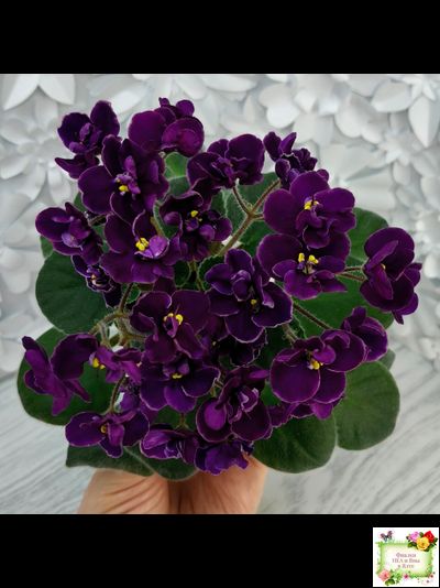 Mac's Piqued Pixie (G. McDonald) 2011 г. (лист посажен 25.01.26)