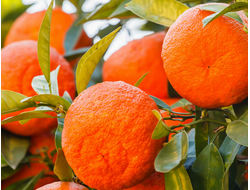 Мандарин красный (Citrus reticulata) Египет, цедра (5 мл) - 100% натуральное эфирное масло