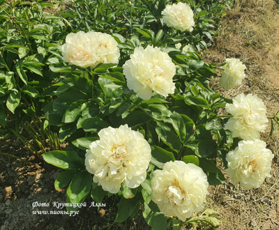 Пион Blond Vision (Блонд Вижен)