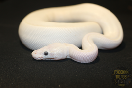 Королевский питон, Python regius, Ball Python
