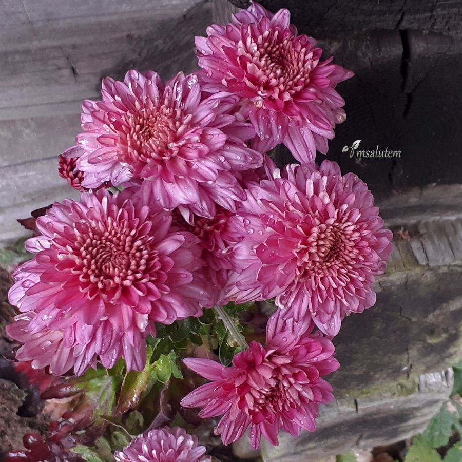 Chrysanthemum Gompie Purple  Хризантема Гомпай Пепл