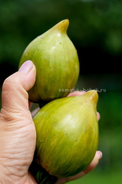 Томат Алискино Сердце, 10 шт
