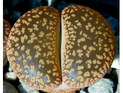 Lithops aucampiae (Kuruman form) C325 (MG) - 10 семян