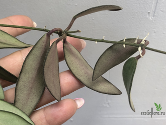 Hoya sp. Quezon