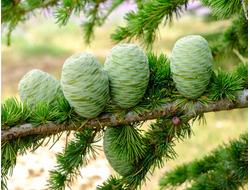 Кедр атласский (Cedrus atlantica) (5 мл) - 100% натуральное эфирное масло