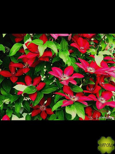 Клематис "Solidarno??" (Солидарность)