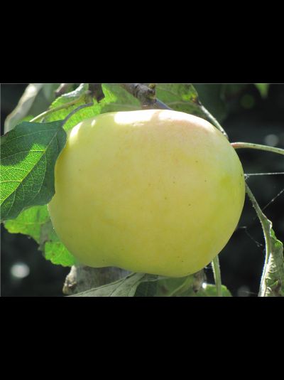 Антоновка золотая (яблоня)