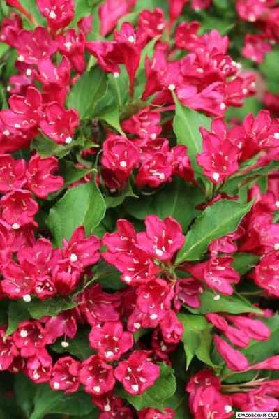 Вейгела Ред Принс фото цветков крупным планом красовский-сад.рф