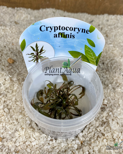 Криптокорина аффинис (меристемная)