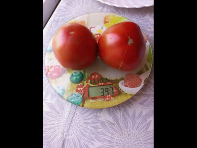 Томат Черный принц