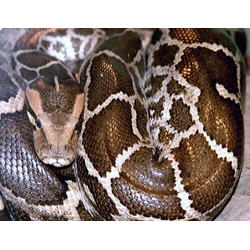 Тигровый питон